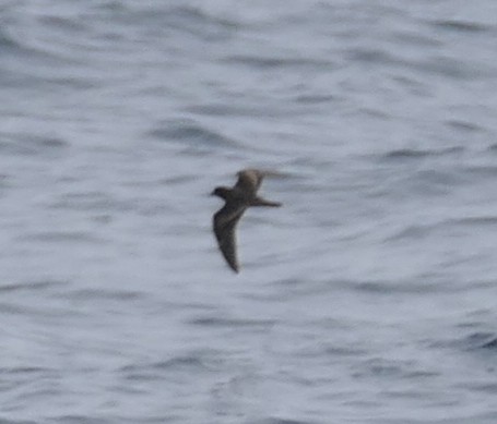 Black Storm-Petrel - ML642086246