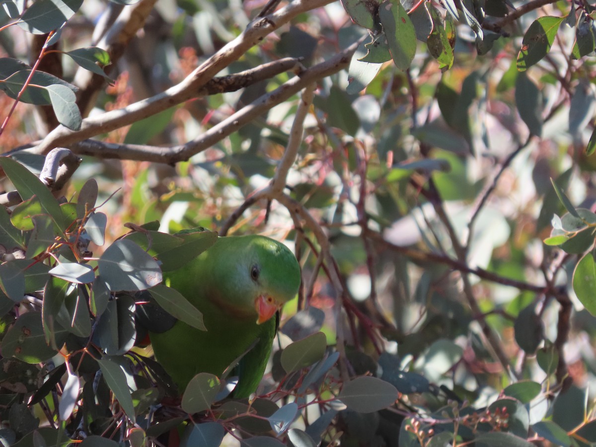 Superb Parrot - ML642086249
