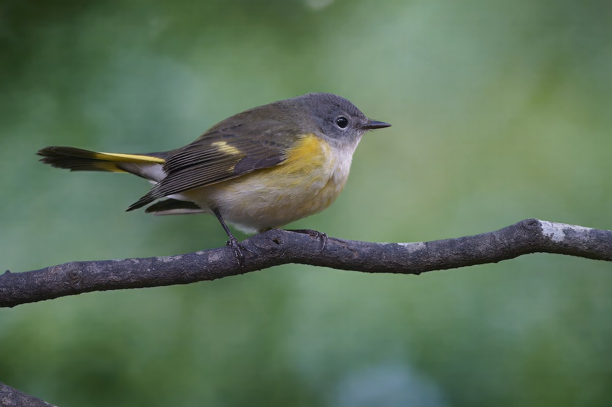American Redstart - ML642086262