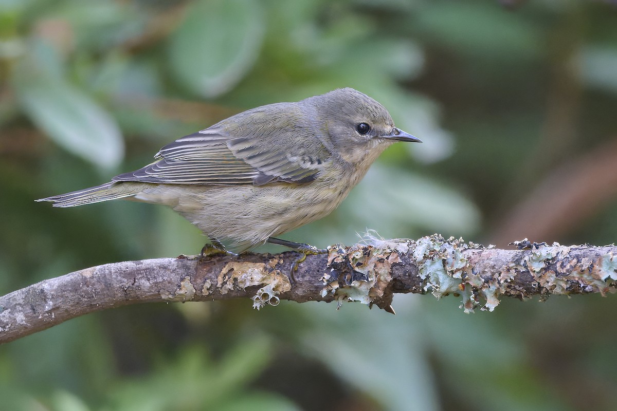 Cape May Warbler - ML642086263