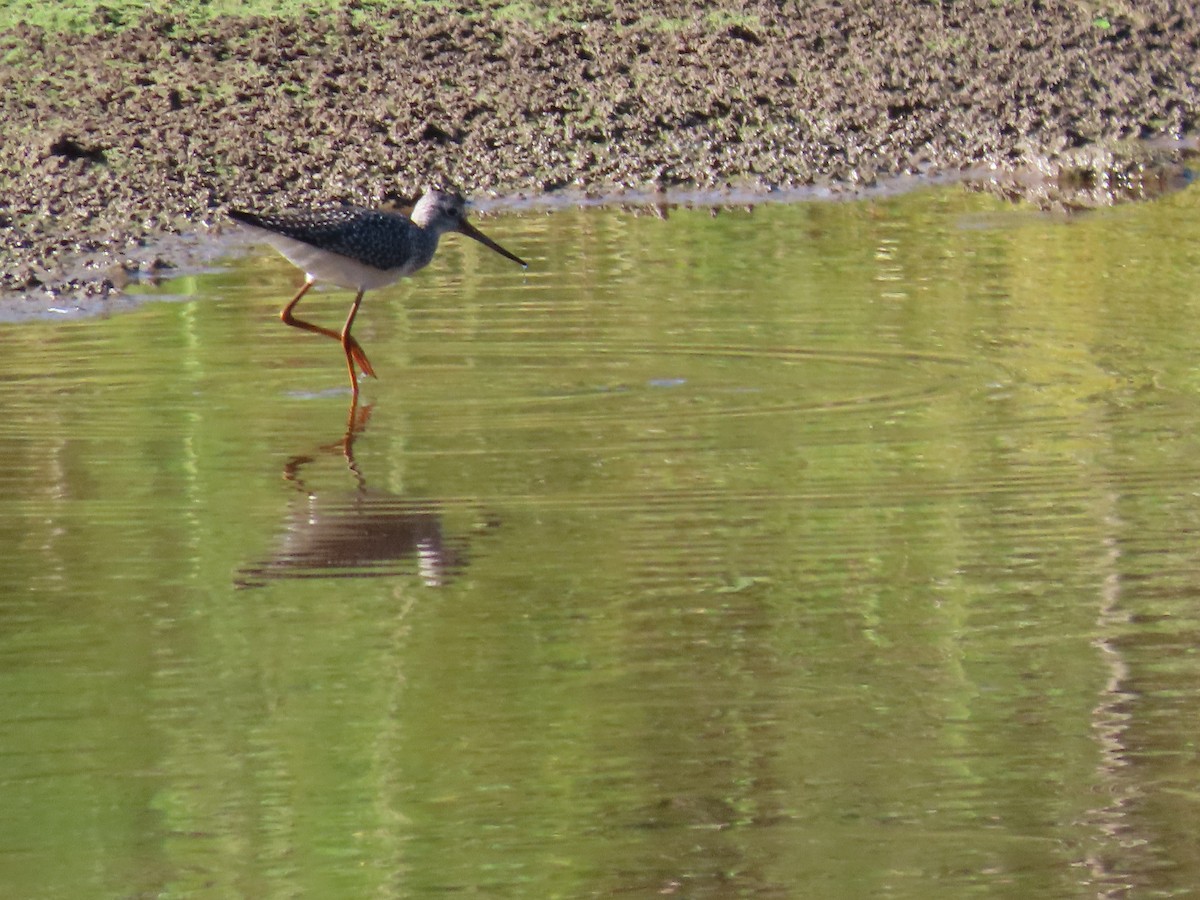 Greater Yellowlegs - ML642086267