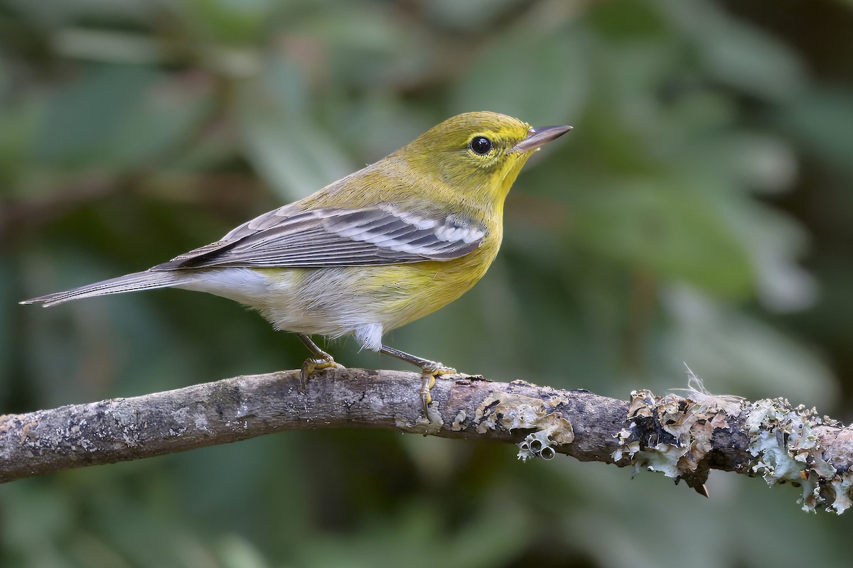 Pine Warbler - ML642086274