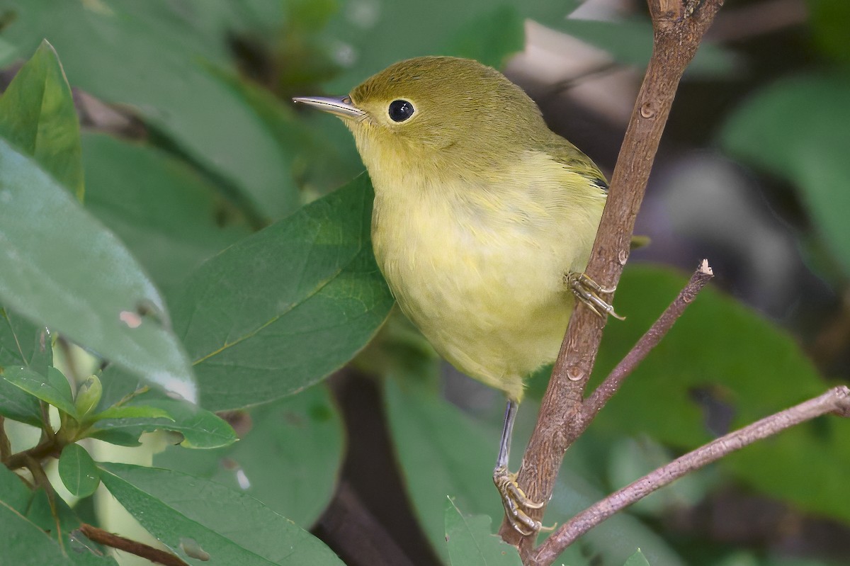 Yellow Warbler - ML642086280