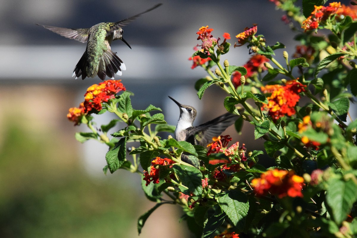Ruby-throated Hummingbird - ML642086281