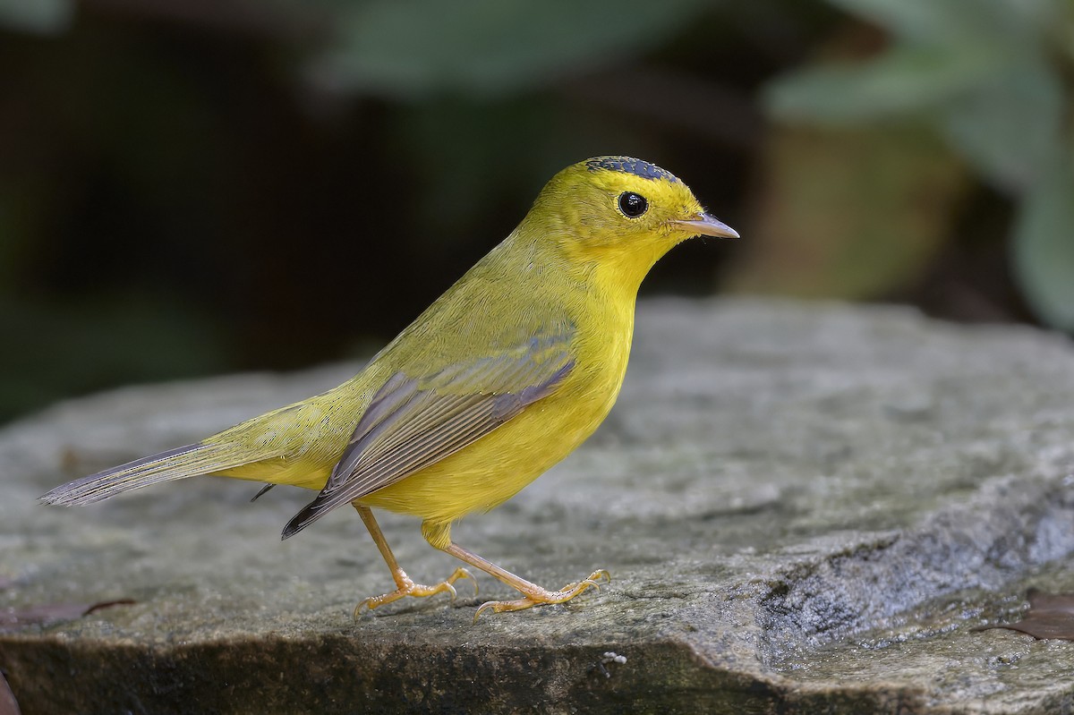 Wilson's Warbler - ML642086284