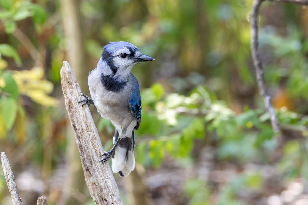 Blue Jay - ML642086291