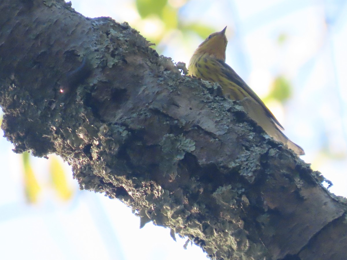 Cape May Warbler - ML642086304