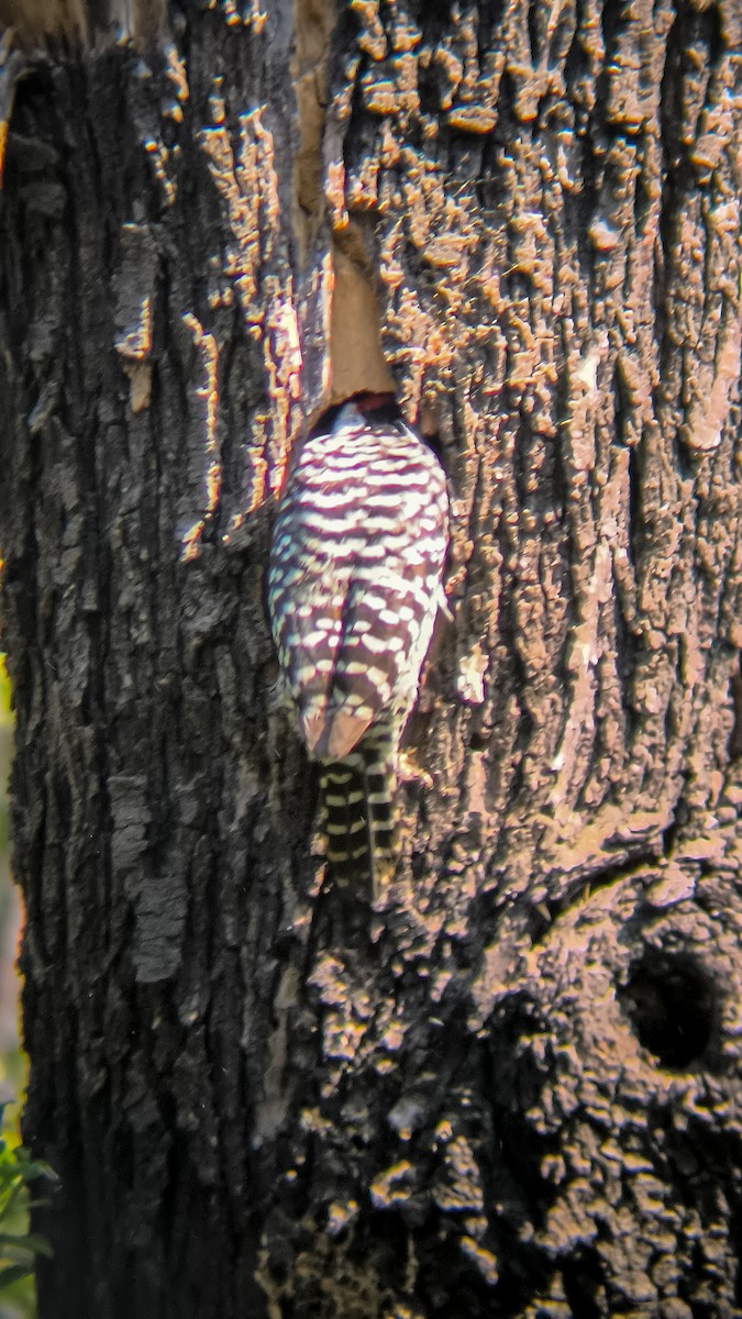 Striped Woodpecker - ML642086315