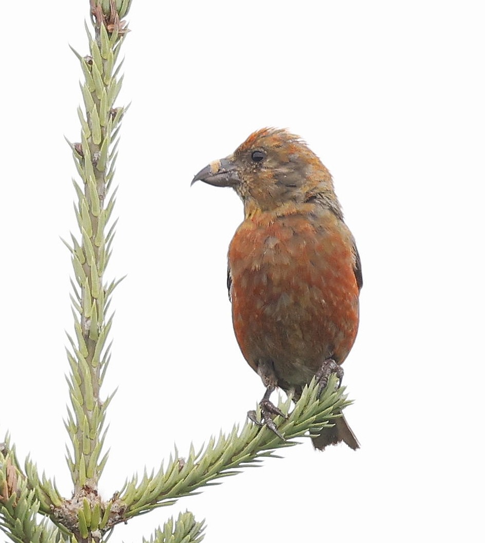 Red Crossbill - ML642086318