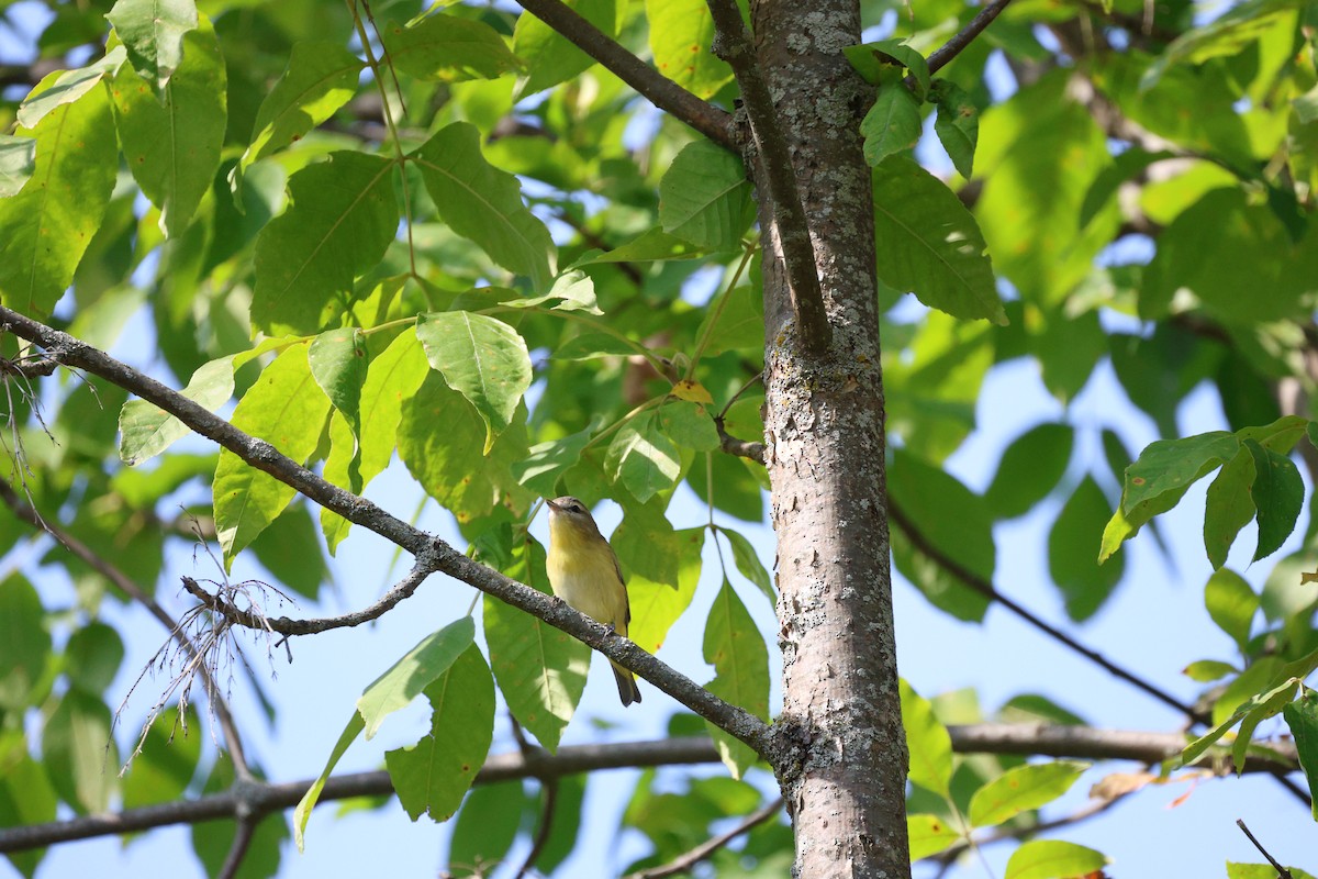 Philadelphia Vireo - ML642086322