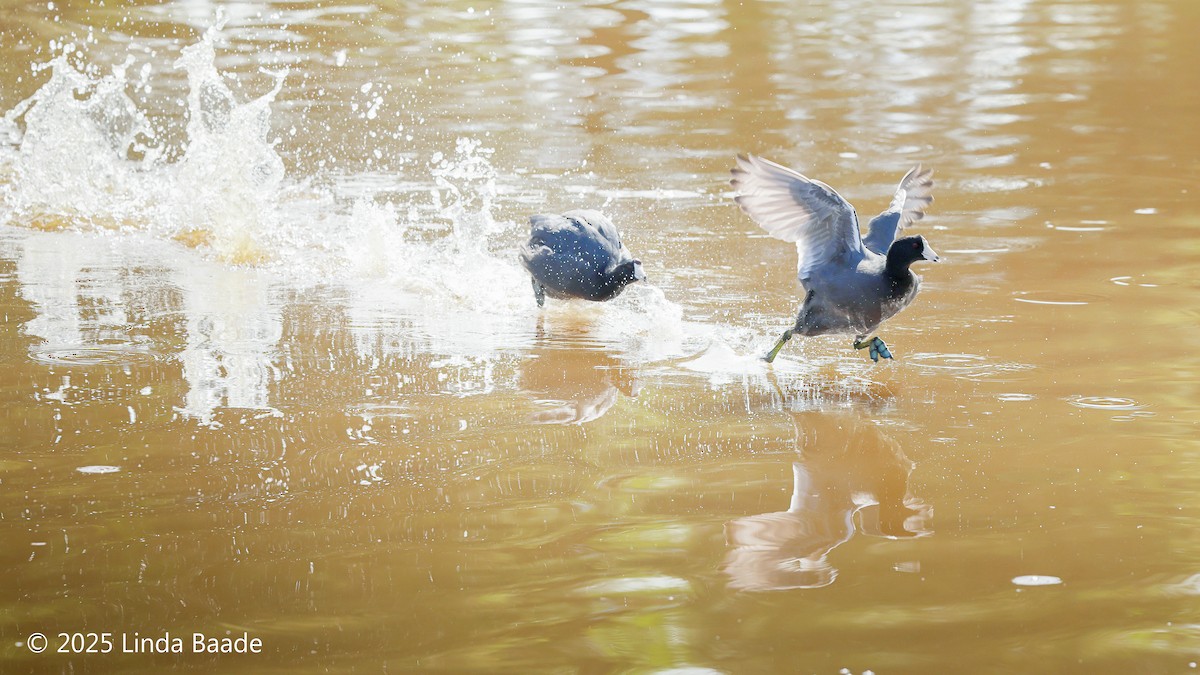 American Coot - ML642086335