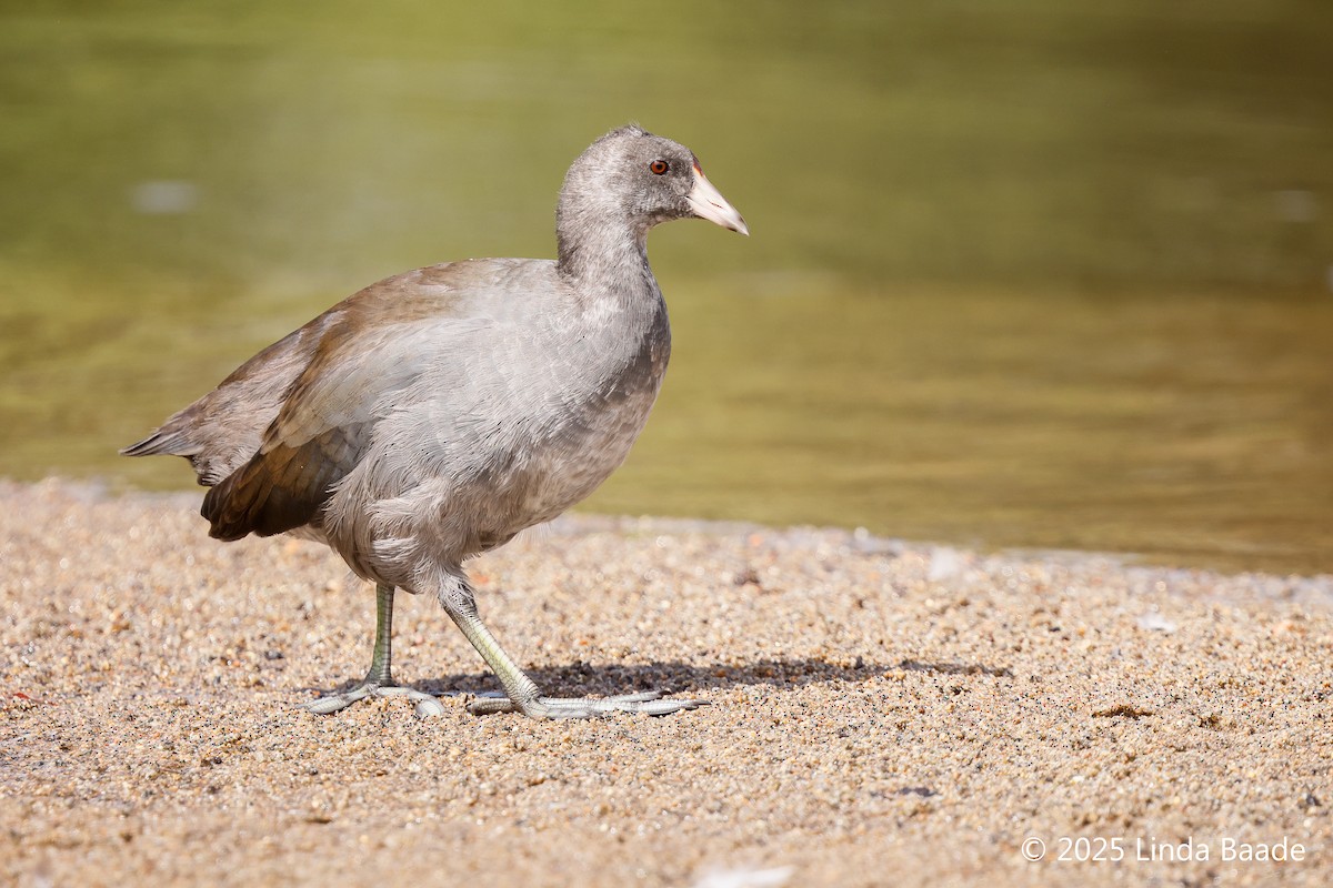 American Coot - ML642086340