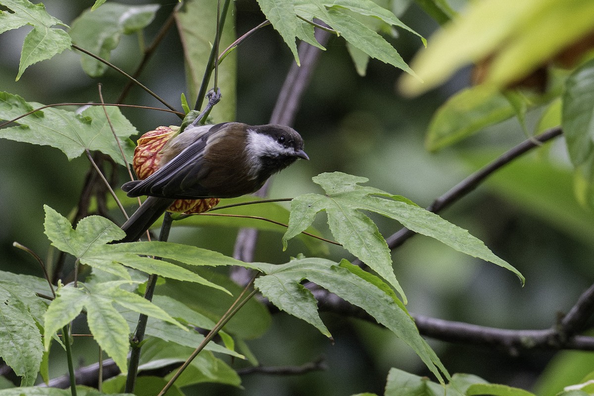 Chestnut-backed Chickadee - ML642086346