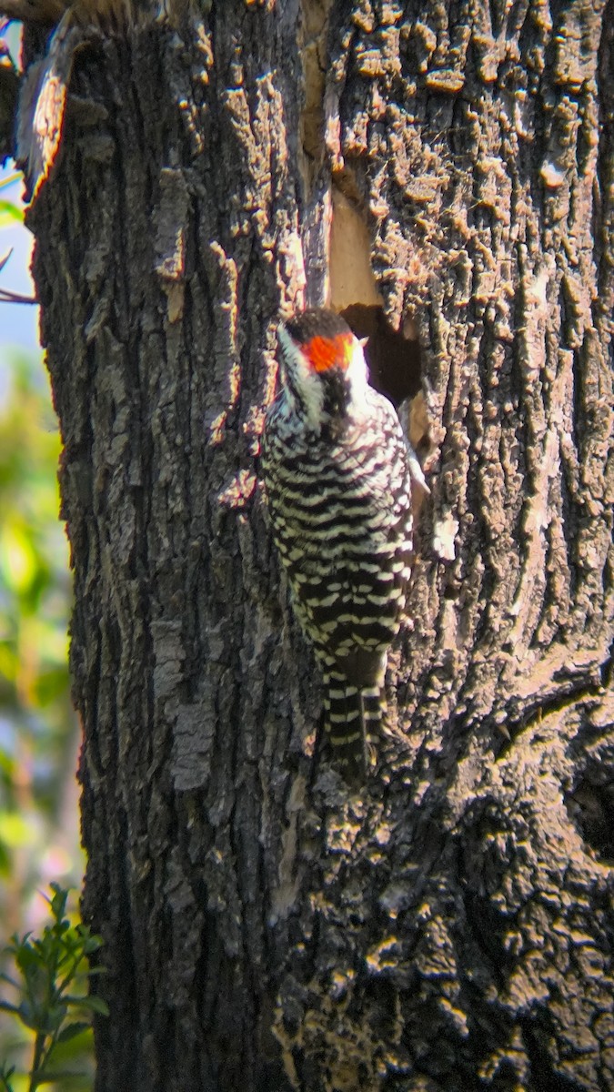 Striped Woodpecker - ML642086350