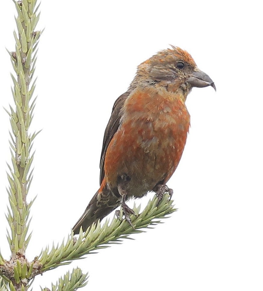 Red Crossbill - ML642086373