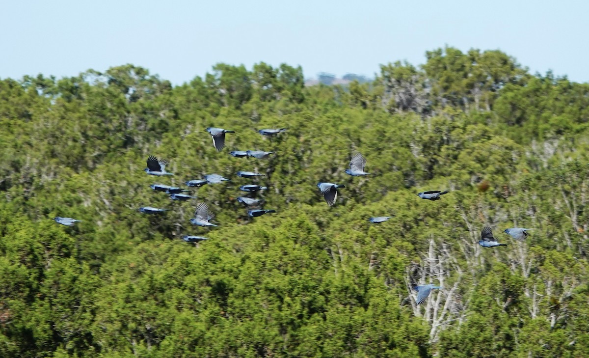 Pinyon Jay - ML642086391