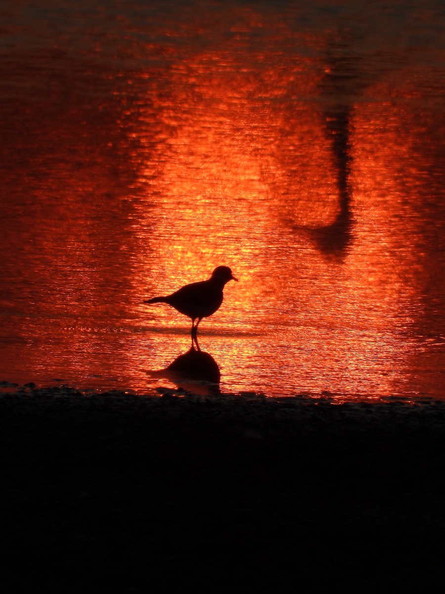 Killdeer - ML642086393