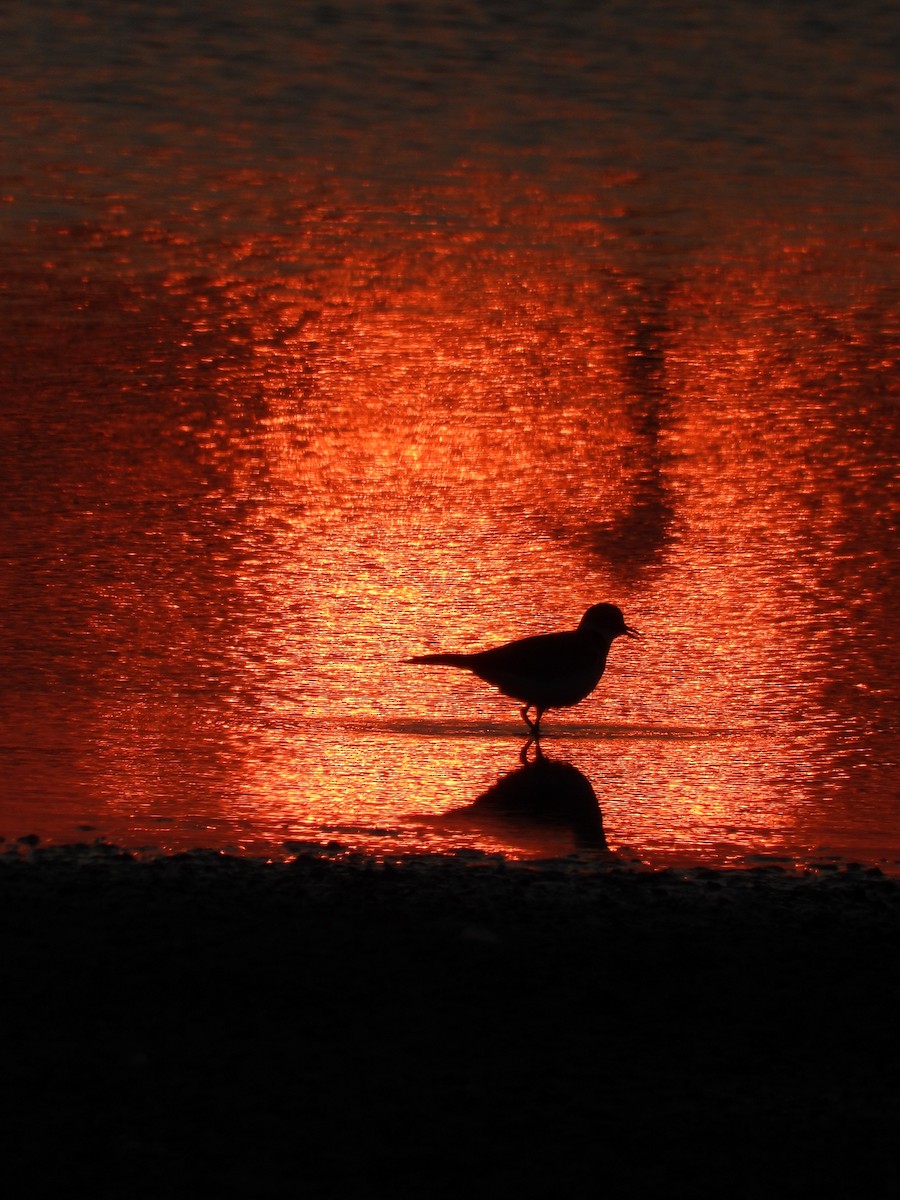 Killdeer - ML642086403