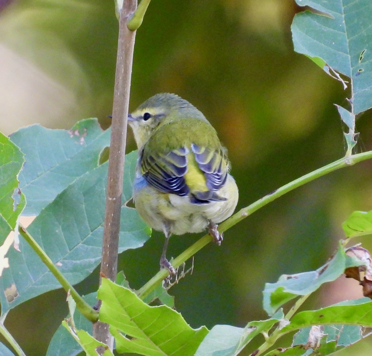 Paruline obscure - ML642086413