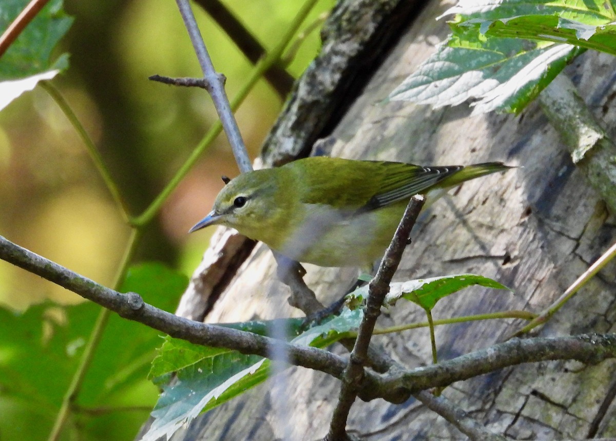 Paruline obscure - ML642086414