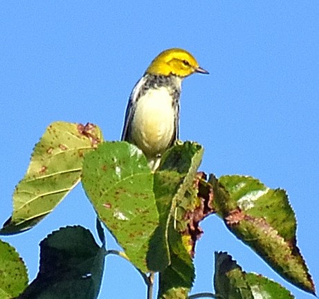 lesňáček proužkoboký - ML642086415