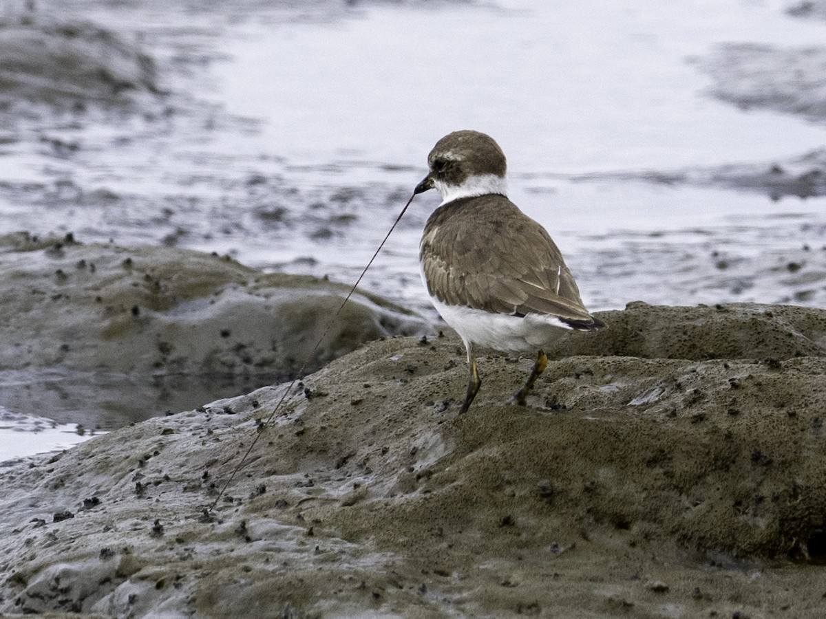 Semipalmated Plover - ML642086418