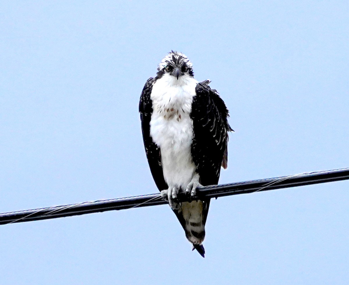 Скопа (carolinensis) - ML642086437