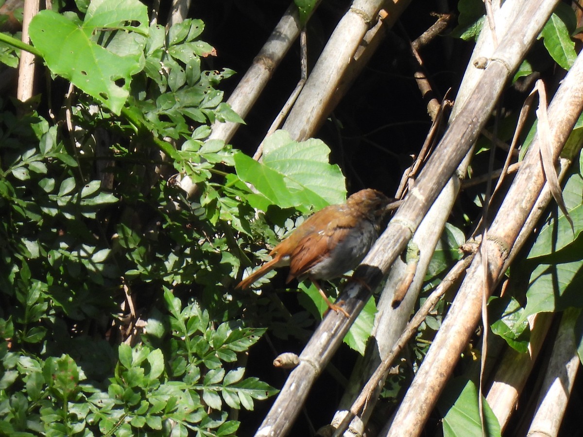 Orange-billed Nightingale-Thrush - ML642086443