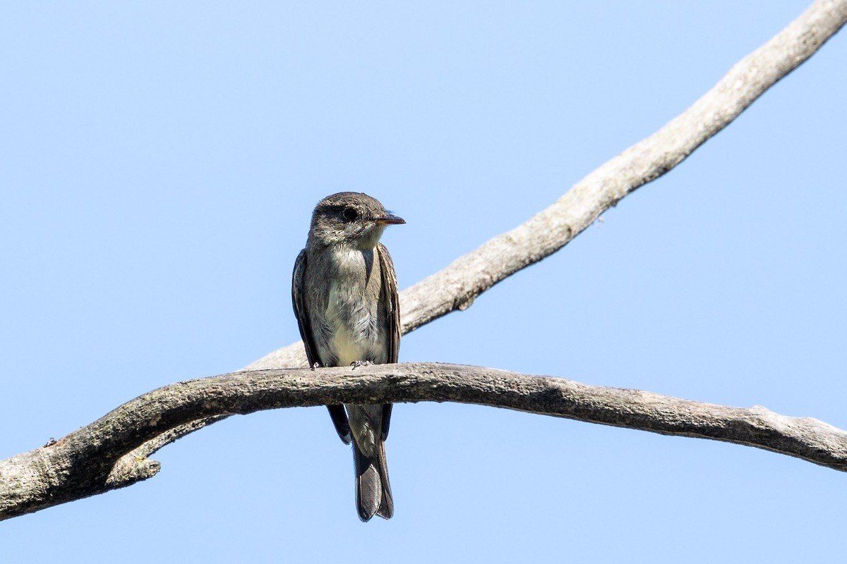 Olive-sided Flycatcher - ML642086470