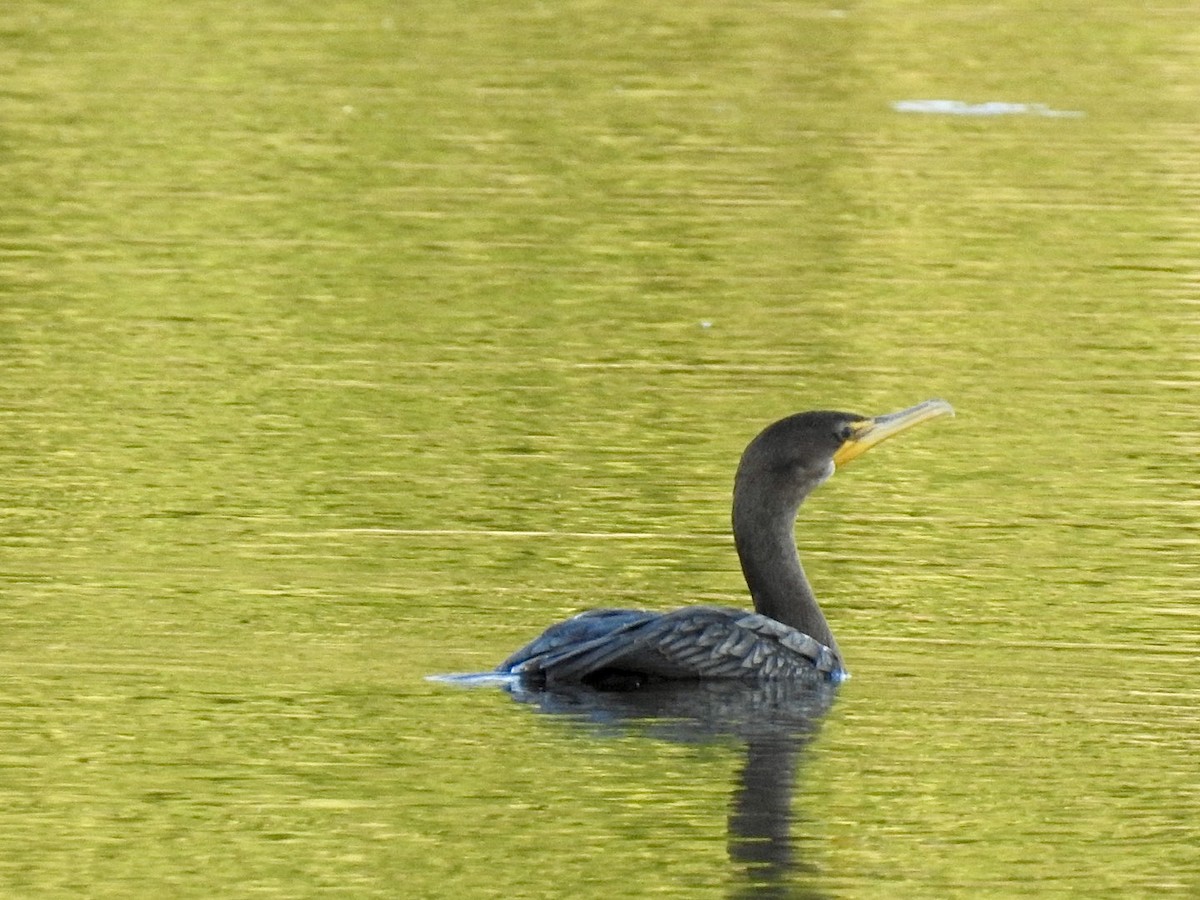 Cormorán Orejudo - ML642086474