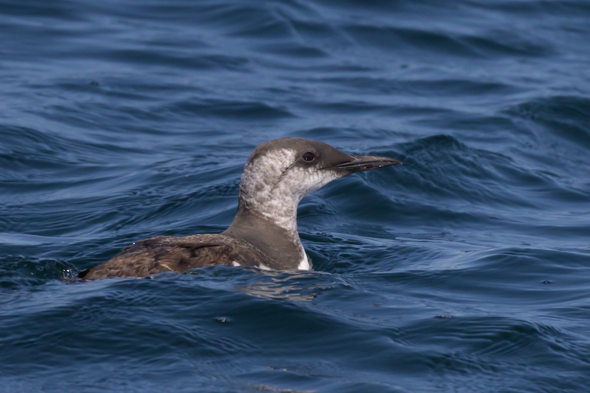 Common Murre - ML642086477