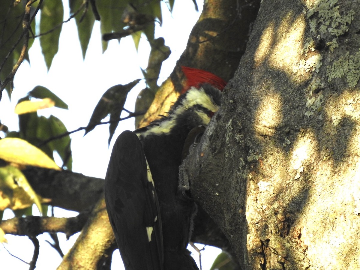 Pileated Woodpecker - ML642086509