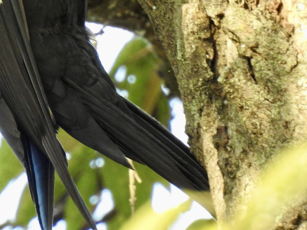 Pileated Woodpecker - ML642086510