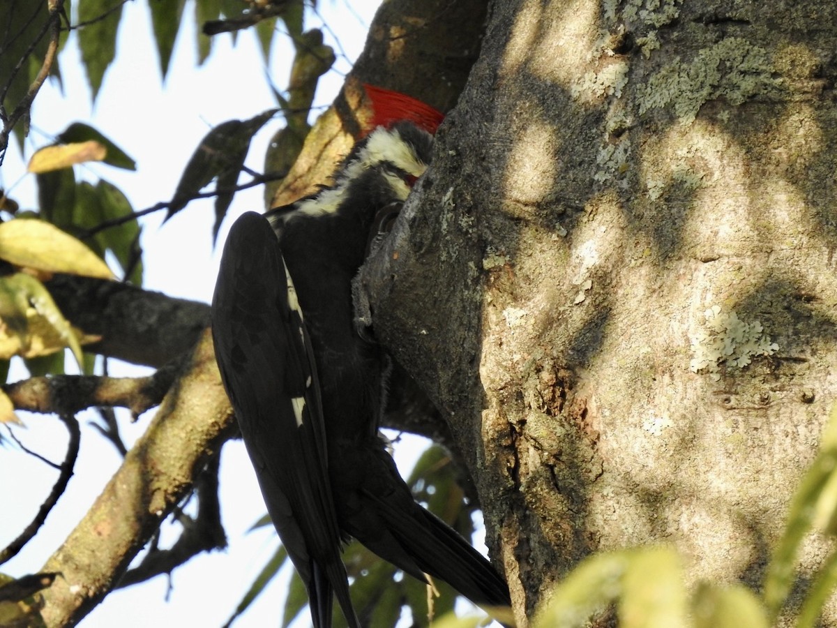Pileated Woodpecker - ML642086511