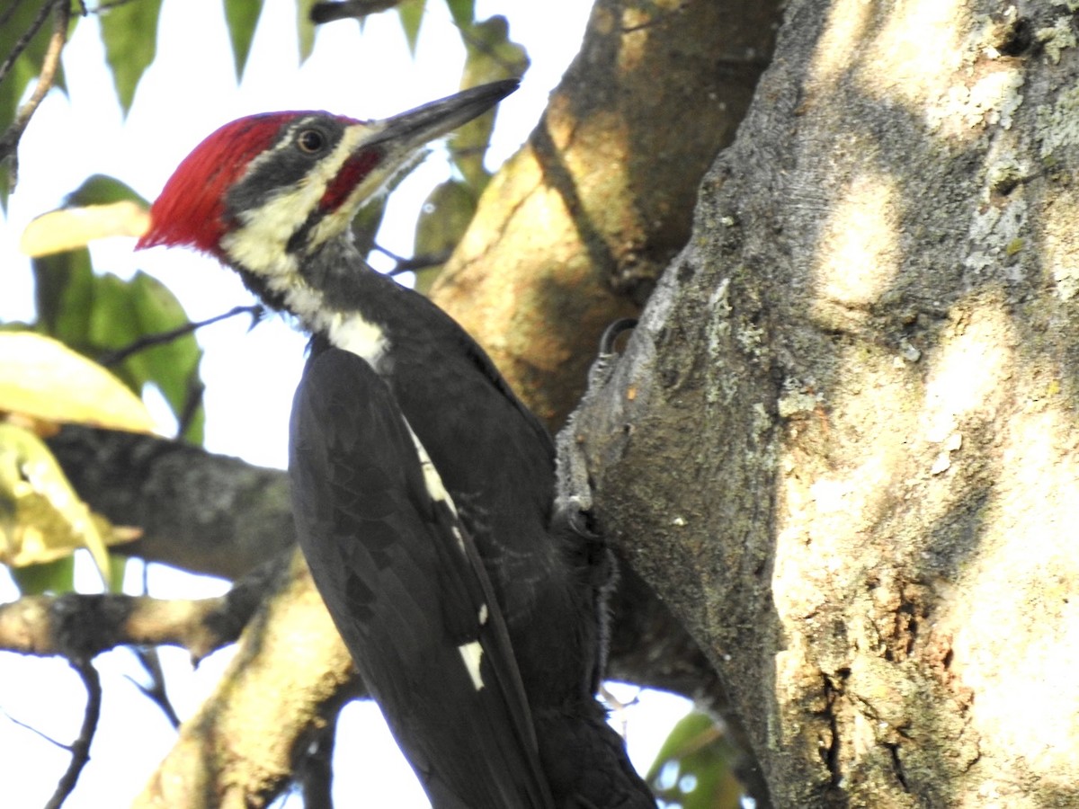 Pileated Woodpecker - ML642086512