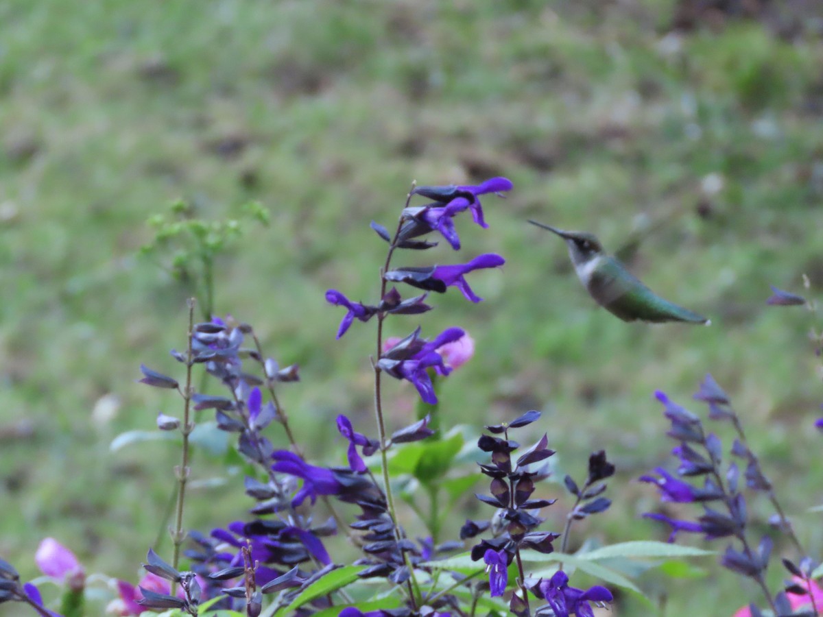 Ruby-throated Hummingbird - ML642086526