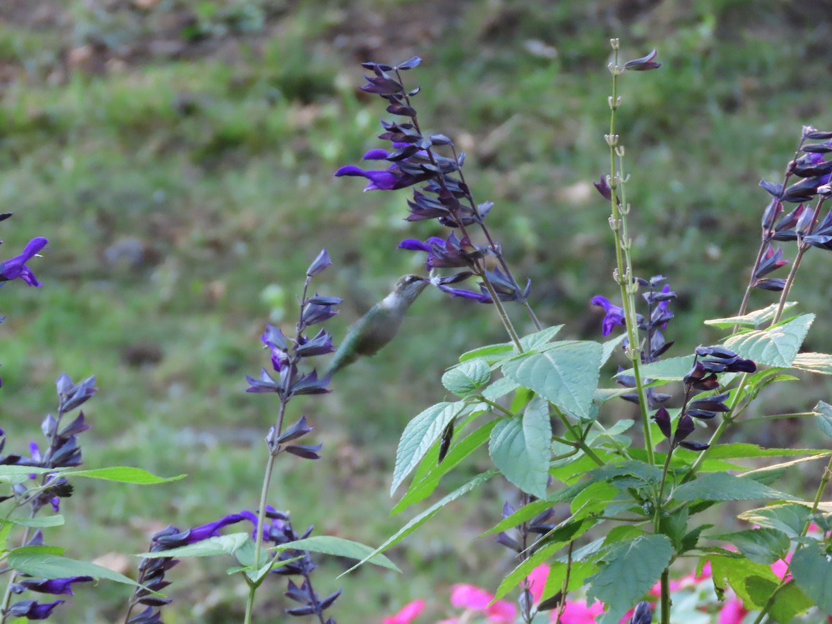 Ruby-throated Hummingbird - ML642086527