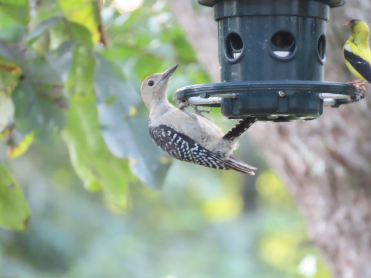 Red-bellied Woodpecker - ML642086537