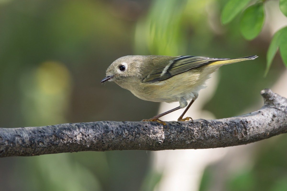 Ruby-crowned Kinglet - ML642086542