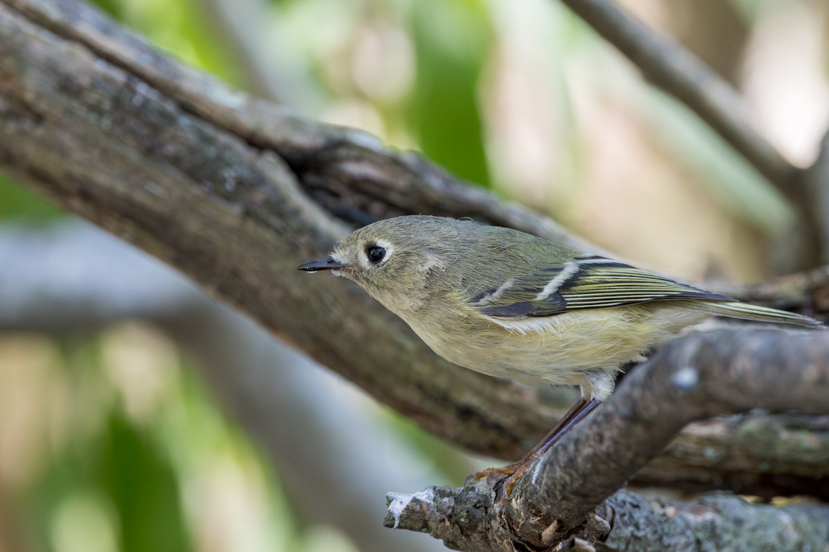 Ruby-crowned Kinglet - ML642086543