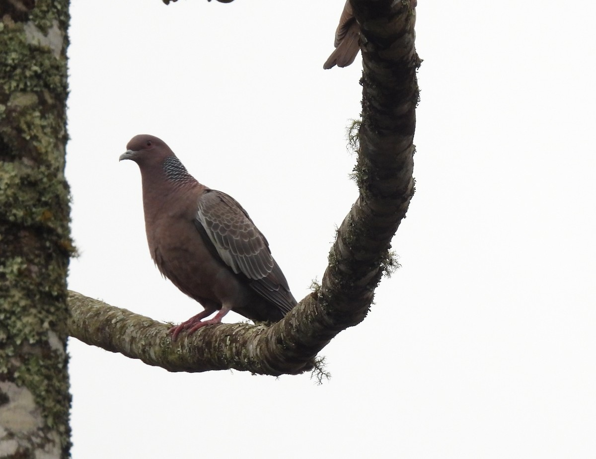 Picazuro Pigeon - ML642086544