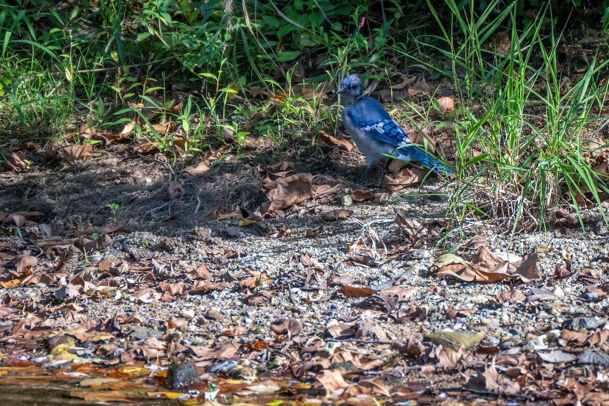 Geai bleu - ML642086546