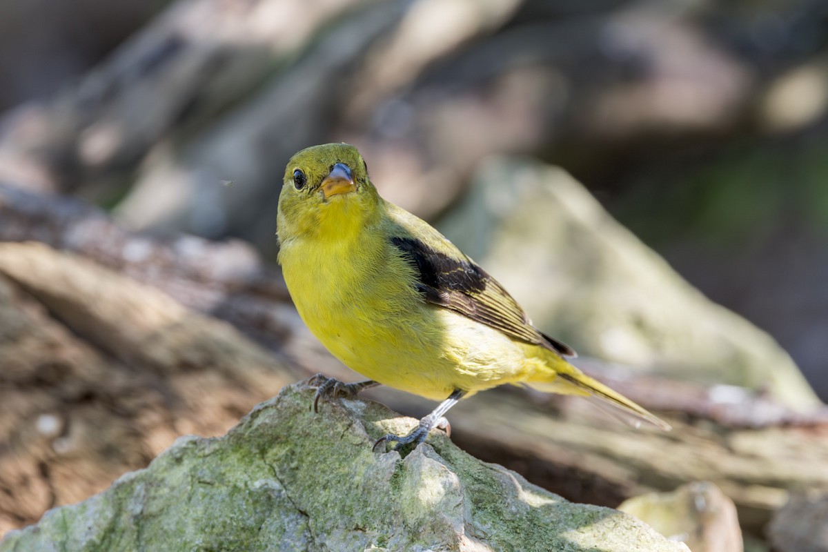Scarlet Tanager - ML642086551