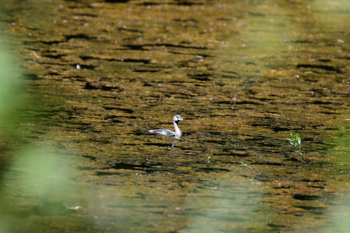 Pied-billed Grebe - ML642086553