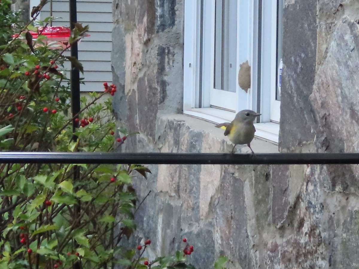 American Redstart - ML642086566
