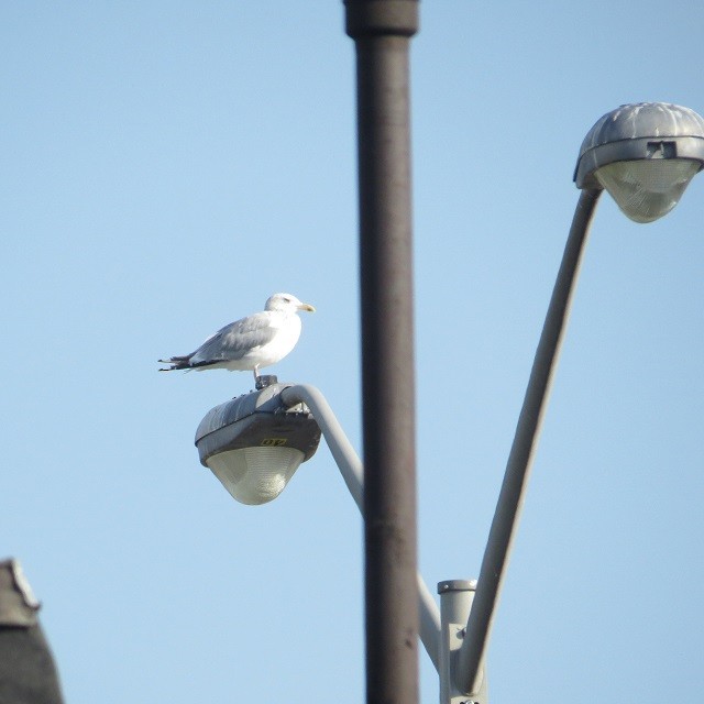 American Herring Gull - ML642086569