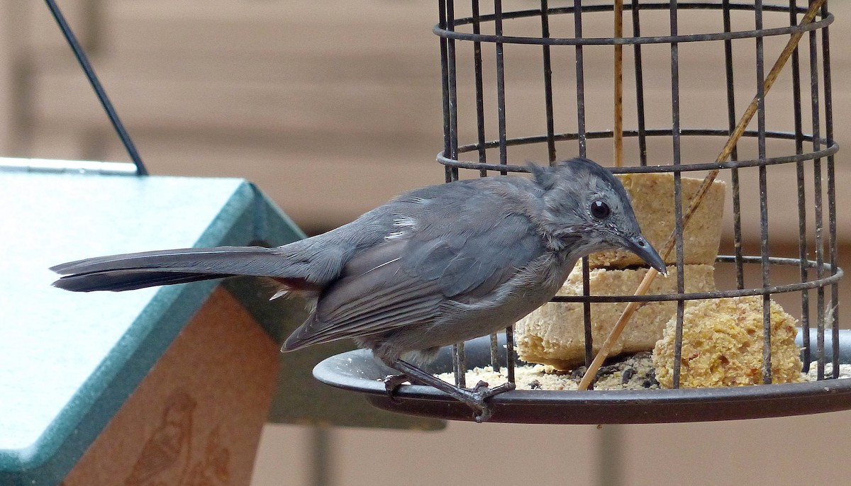 Gray Catbird - ML642086573