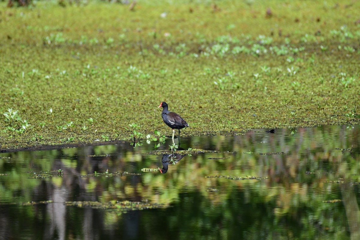 Common Gallinule - ML642086593