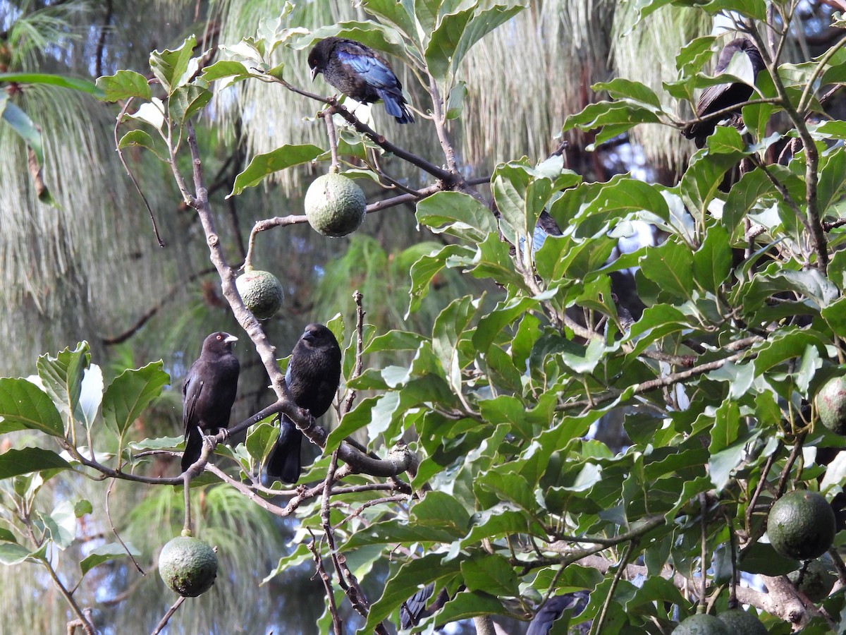 Bronzed Cowbird - ML642086599
