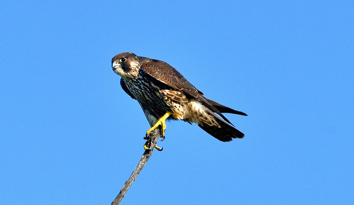 Peregrine Falcon - ML642086605